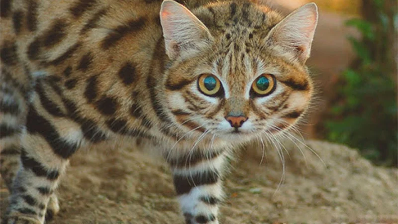 gato_colocolo_curacavi